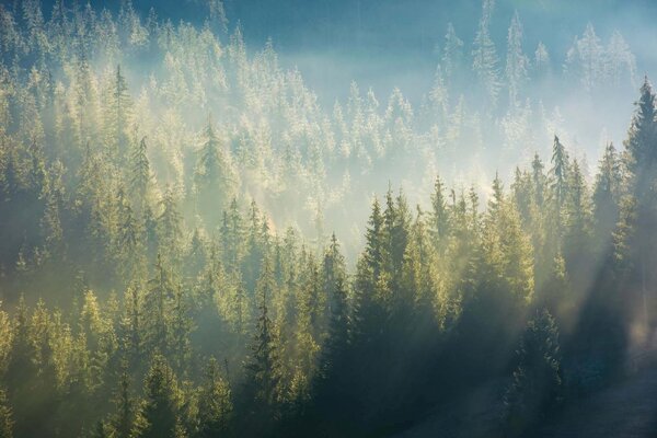 Флизелинов фототапет мъгла над гората 375 x 250 см