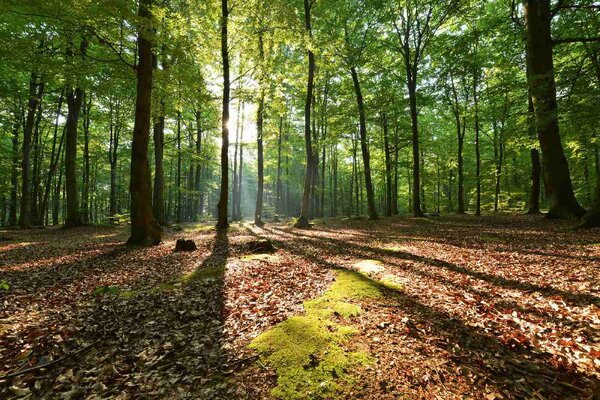 Флизелинов фототапет сутрин в букова гора 375 x 250 см