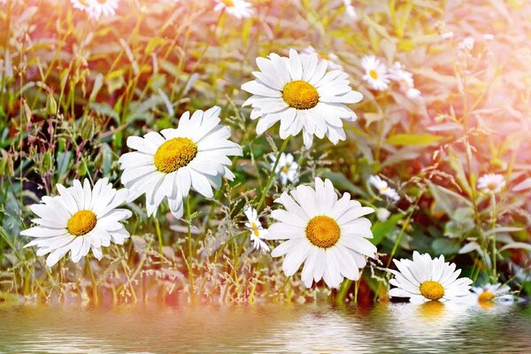 Флизелинов фототапет лайка 375 x 250 см