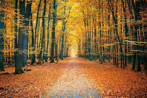 Флизелинов фототапет цветен есенен парк 375 x 250 см