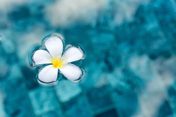 Флизелинов фототапет цвете в синя вода 375 x 250 см