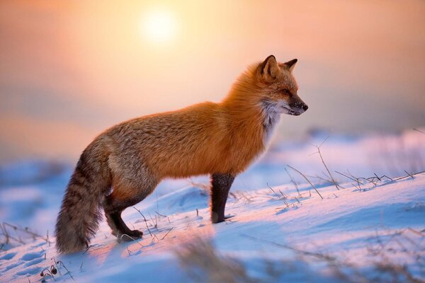 Флизелинов фототапет лисица в снега 375 x 250 см