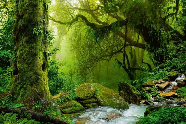 Флизелинов фототапет непалска джунгла 375 x 250 см