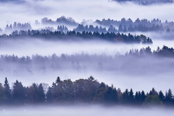 Флизелинов фототапет мъгла и дървета 375 x 250 см