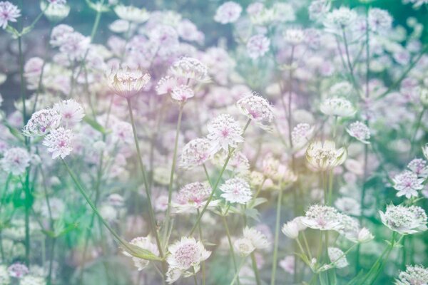 Флизелинов фототапет поляна с цветя 375 x 250 см