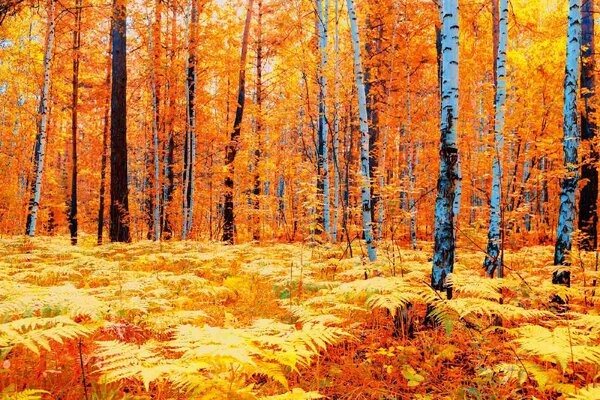 Флизелинов фототапет жълта есенна гора 375 x 250 см