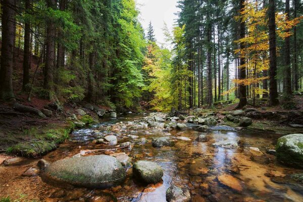 Флизелинов фототапет горски поток 375 x 250 см