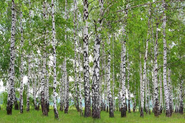 Флизелинов фототапет пролетна брезова горичка 375 x 250 см