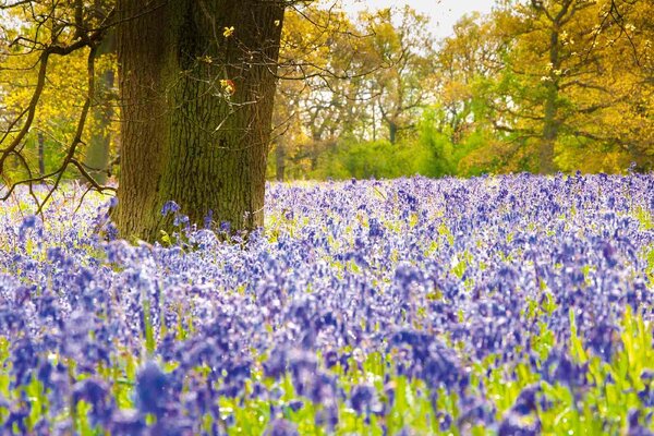 Флизелинов фототапет камбанки в гората 375 x 250 см