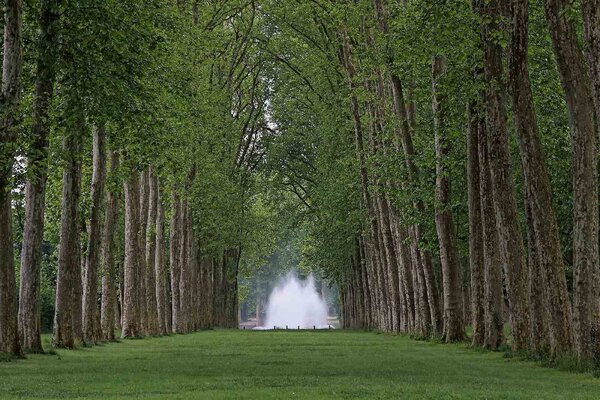 Флизелинов фототапет версайски парк 375 x 250 см