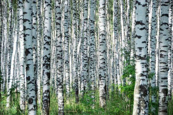 Флизелинов фототапет летен ден в брезова горичка 375 x 250 см