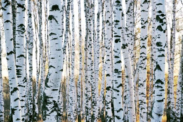 Флизелинов фототапет брезови стволове 375 x 250 см