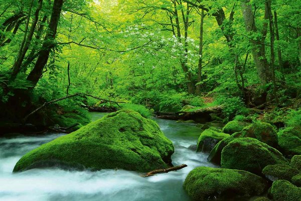 Флизелинов фототапет японски поток 375 x 250 см