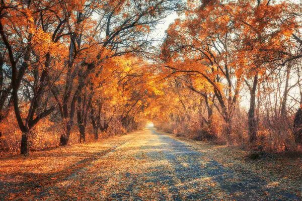 Флизелинов фототапет пътека по есенната алея 375 x 250 см