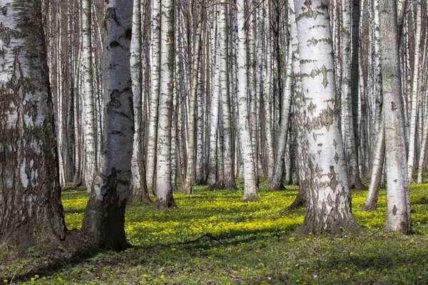 Флизелинов фототапет брезова горичка v. 375 x 250 см