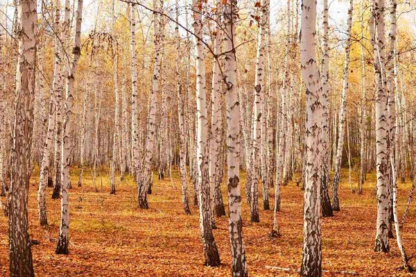 Флизелинов фототапет брезова горичка ii. 375 x 250 см
