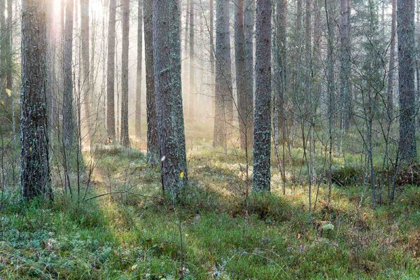 Флизелинов фототапет мъглива сутрин 375 x 250 см