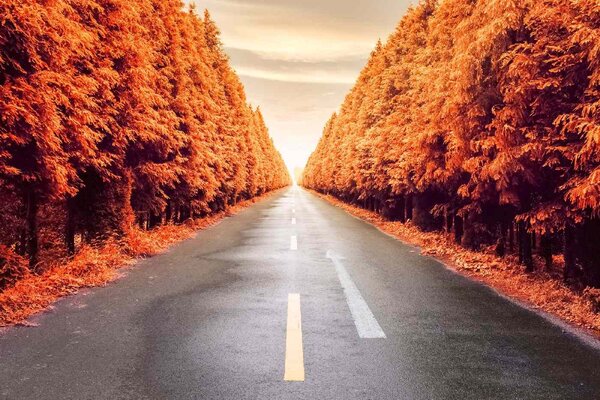 Флизелинов фототапет есенен път 375 x 250 см