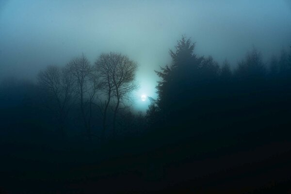 Флизелинов фототапет мъглива нощна гора 375 x 250 см