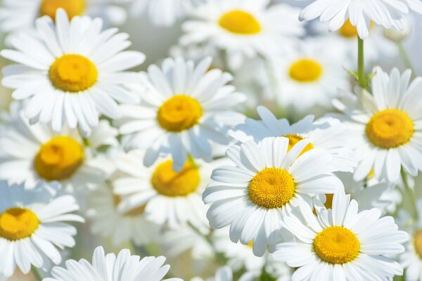 Флизелинов фототапет поле с маргаритки 375 x 250 см