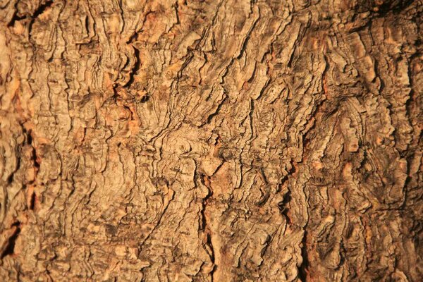 Флизелинов фототапет текстура на дърво 375 x 250 см