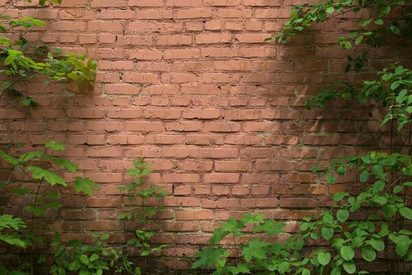 Флизелинов фототапет обрасла тухлена стена 375 x 250 см