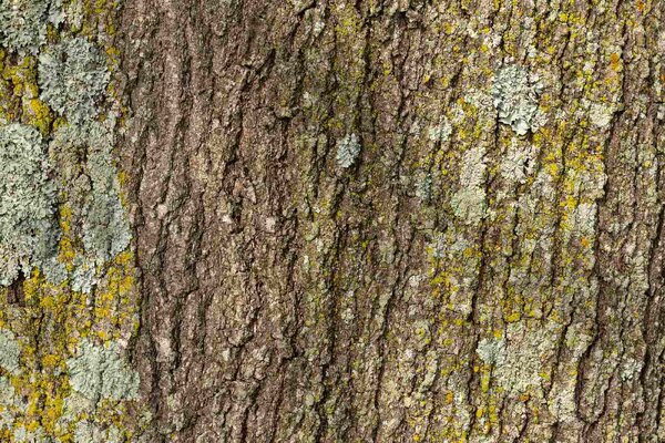 Флизелинов фототапет текстура на кора на дърво 375 x 250 см