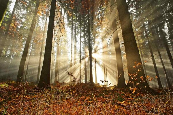 Флизелинов фототапет гора на разсъмване 375 x 250 см