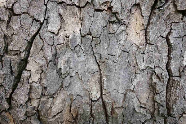 Флизелинов фототапет кора на дърво 375 x 250 см
