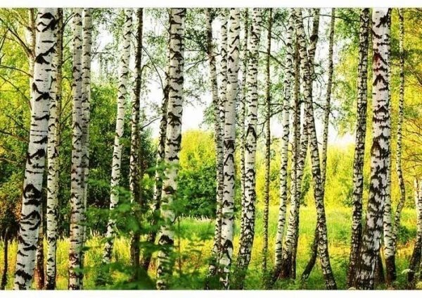 Флизелинов фототапет брезова гора 375 x 250 см