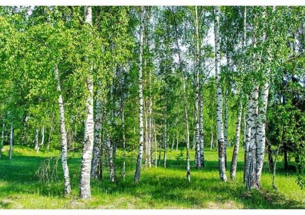Флизелинов фототапет бреза горичка 375 x 250 см