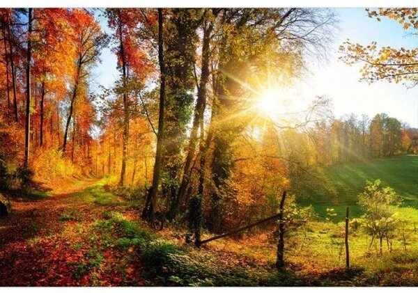 Флизелинов фототапет разходка в гората 375 x 250 см