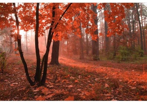 Флизелинов фототапет гора в мъглата 375 x 250 см