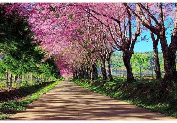 Флизелинов фототапет цъфтяща алея 375 x 250 см