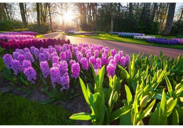 Флизелинов фототапет зюмбюли 375 x 250 см