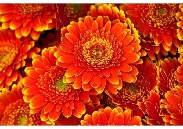 Флизелинов фототапет гербери 375 x 250 см