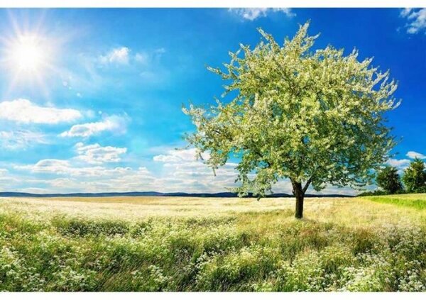 Флизелинов фототапет дърво на поляна 375 x 250 см
