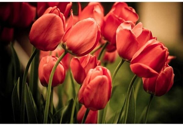 Флизелинов фототапет червени лалета 375 x 250 см