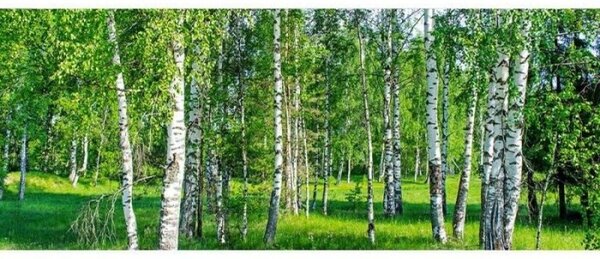 Панорамни флизелинов фототапет брезова горичка 375 x 150 см