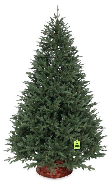 Изкуствена коледна елха височина 150 cm Canadian Spruce 3D – Můj Stromeček