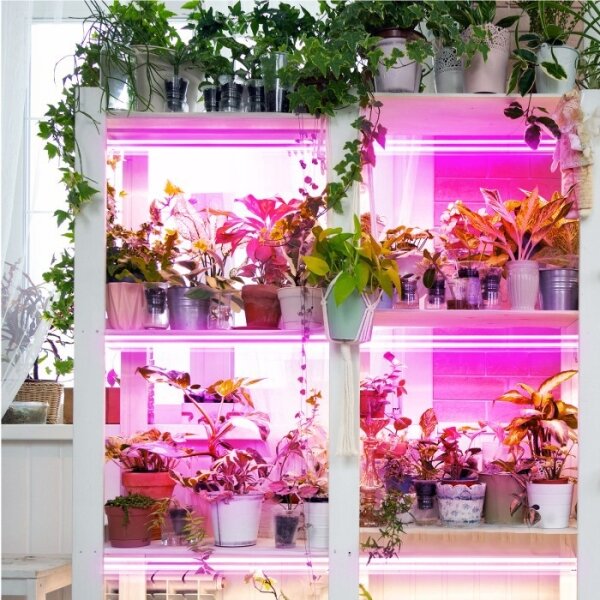 LED осветително за растения GROWLY 2xLED/8,5W/230V бяло