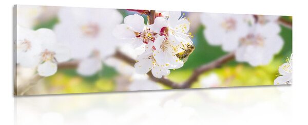 Картина на платно – Цветове на дърво през пролетта