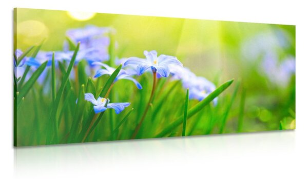 Картина на платно – Цветя на ливада през пролетта