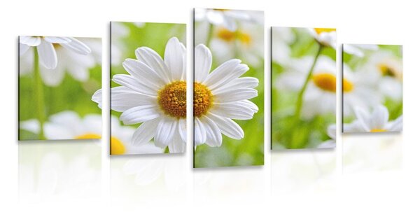 Картини от 5 части – Пролетна поляна пълна с цветя