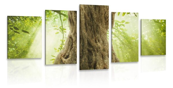 Картини от 5 части – Корен на дърво