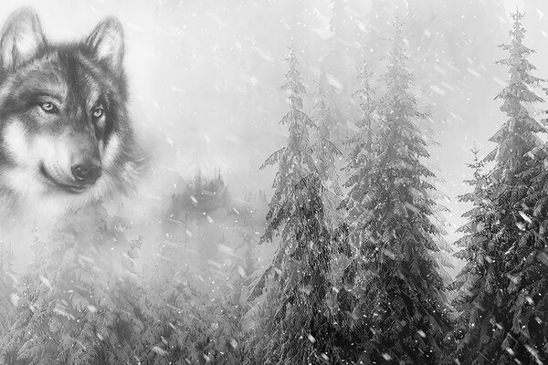 Тапет – Черно-бял вълк в снежен пейзаж