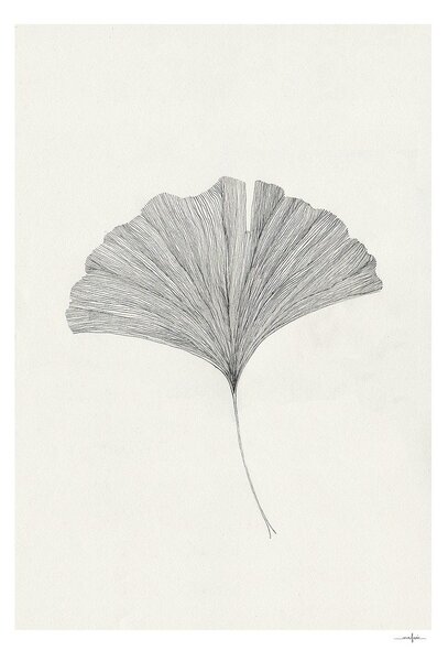 Постер 50x70 cm Ginkgo Leaf – Ana Frois – The Poster Club
