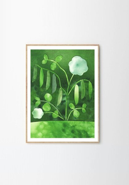 Постер 50x70 cm Peas in Bloom – Anna Ravn Bjørn – The Poster Club