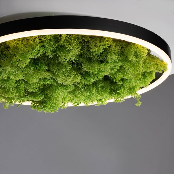 JUST LIGHT. GmbH Светодиодна лампа за таван Green Ritus, мъх с възможност димиране Ø39,3cm, Затъмняване, Зелен, Дневна/трапезария, Модерен