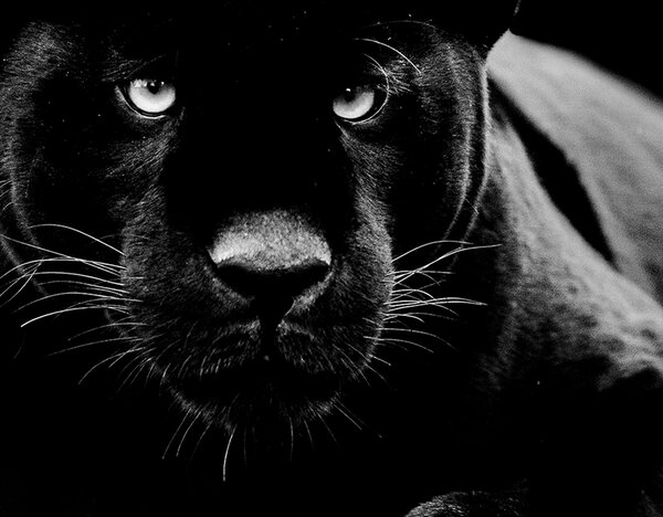 IMAGELAND СТЪКЛЕНА КАРТИНА PANTHER